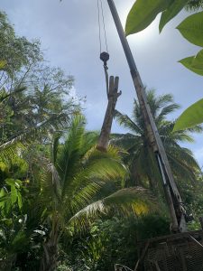 Poda de Árbol