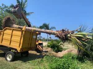 Trasplante de Palmas